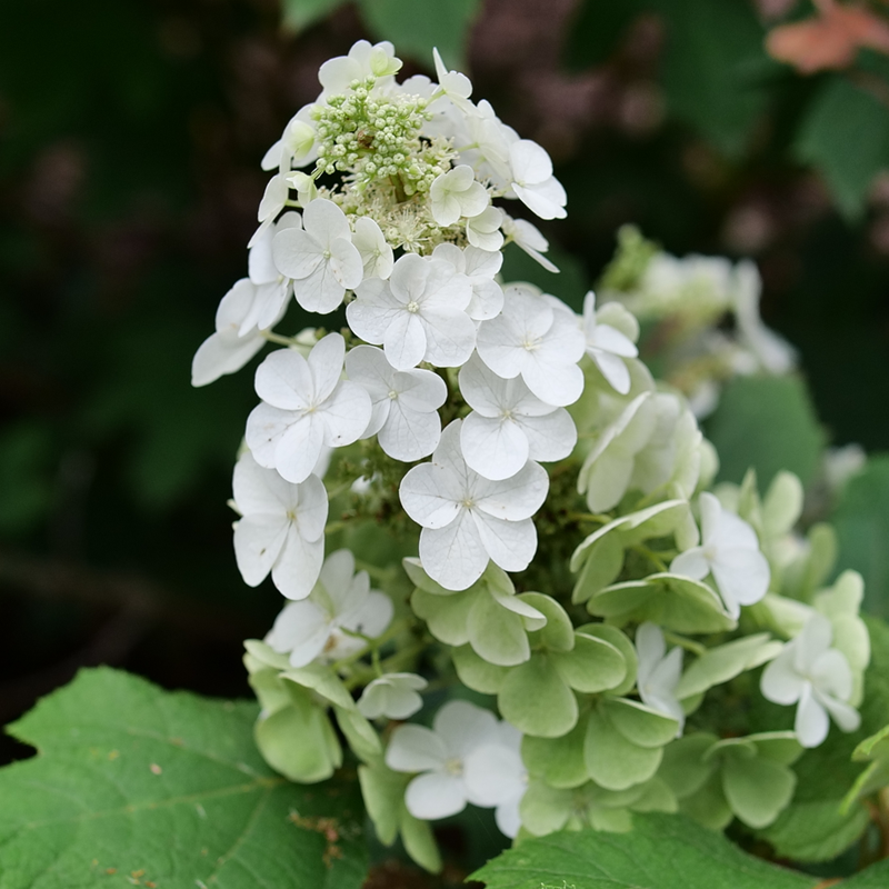 Gatsby Glow Ball Oakleaf Hydrangea | Plant Addicts