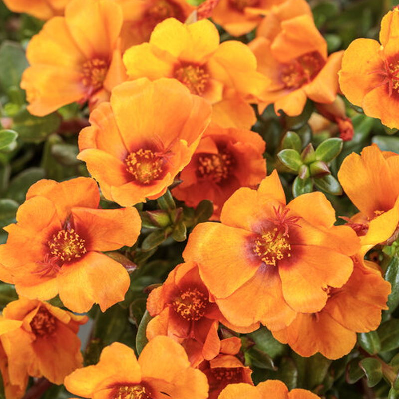 Mojave® Mango Purslane | Plant Addicts
