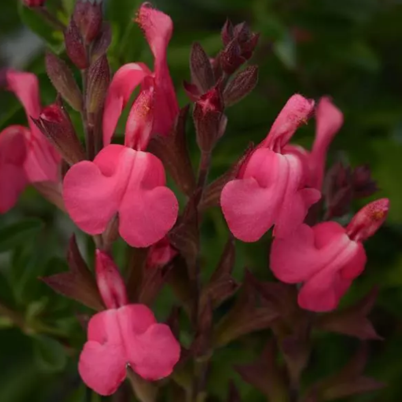 Arctic Blaze® Fuchsia Sage | Plant Addicts