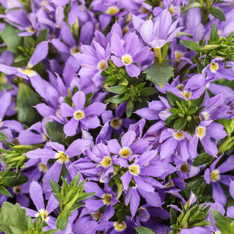 Stardiva® Blue Fan Flower | Plant Addicts