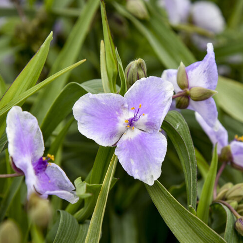 Webmaster Spiderwort | Plant Addicts