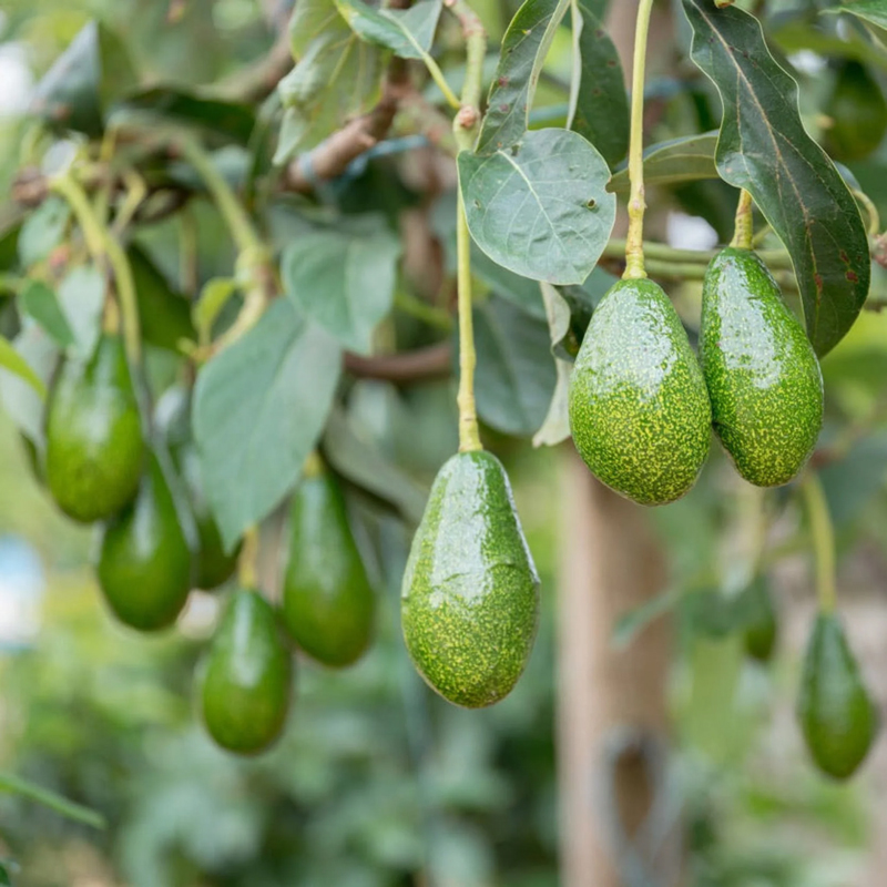 Pancho Cold Hardy Avocado | Plant Addicts