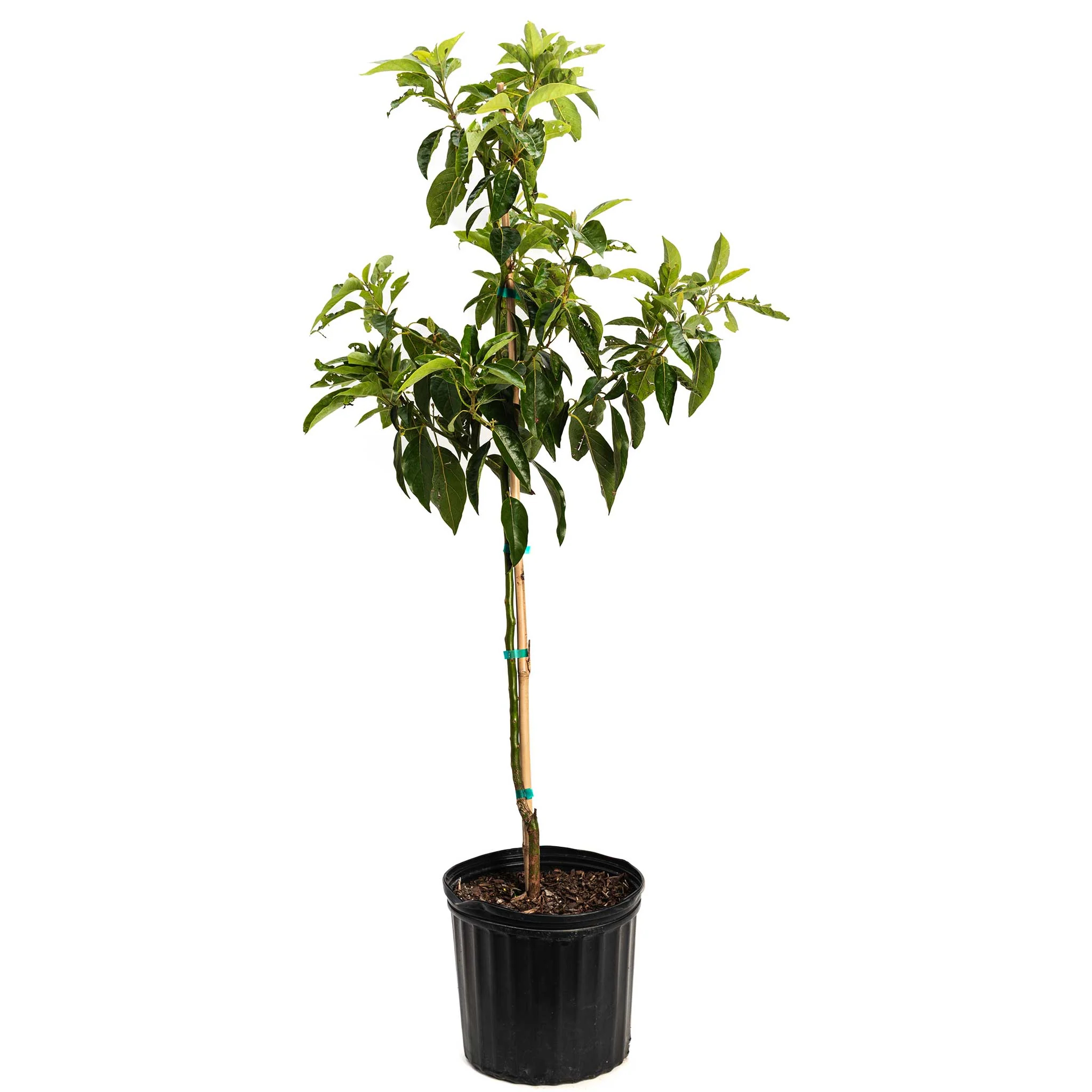 Pancho Cold Hardy Avocado | Plant Addicts