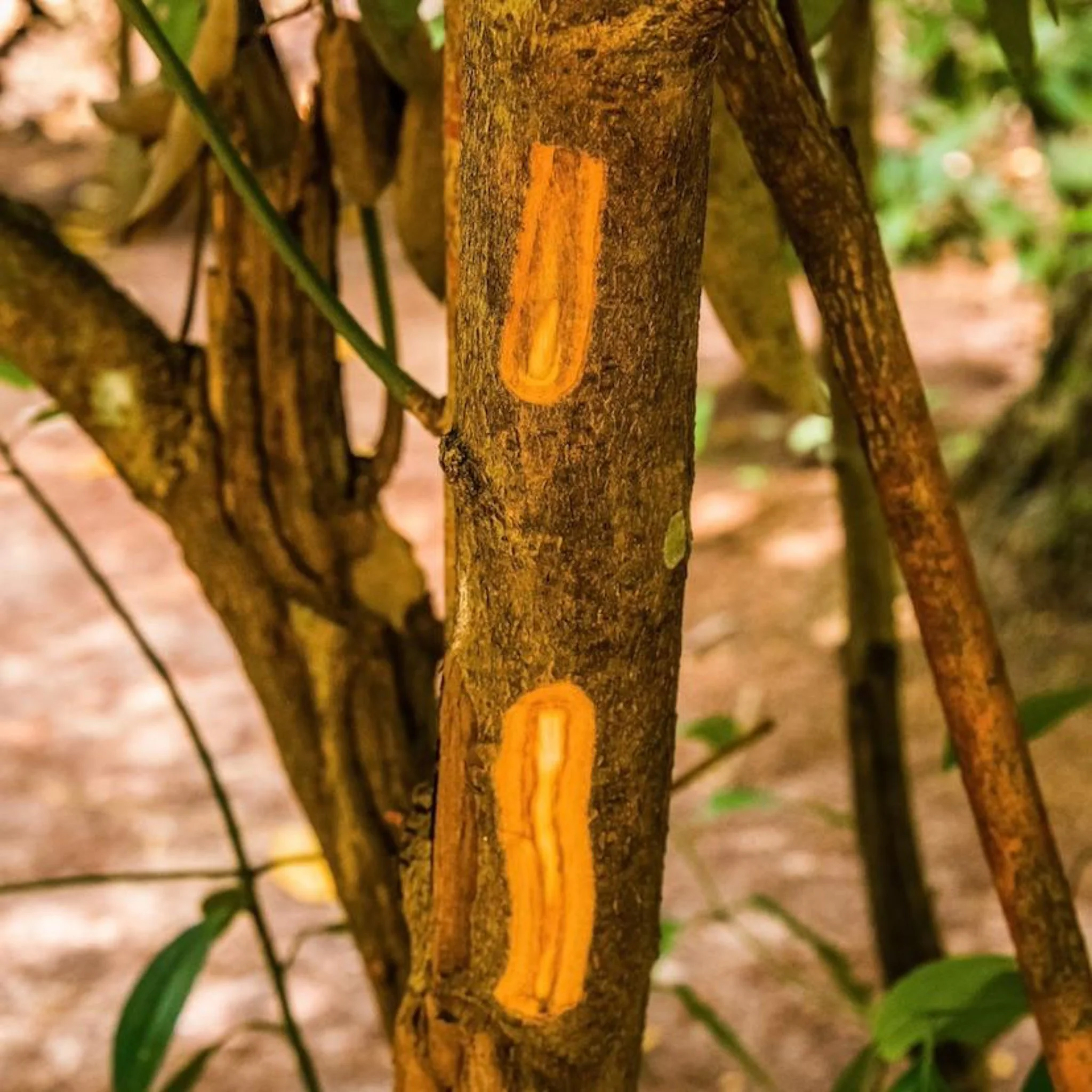 Cinnamon Tree | Plant Addicts