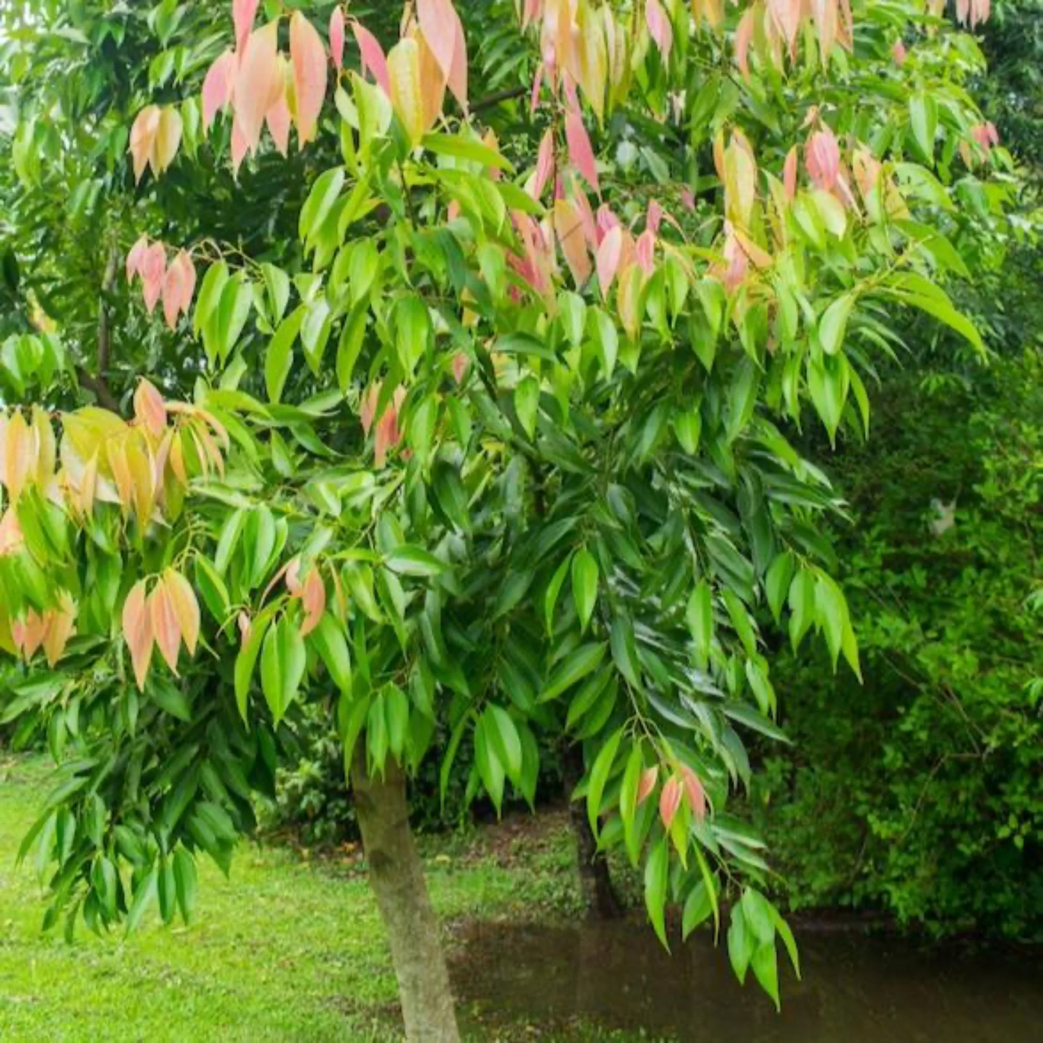 Cinnamon Tree | Plant Addicts