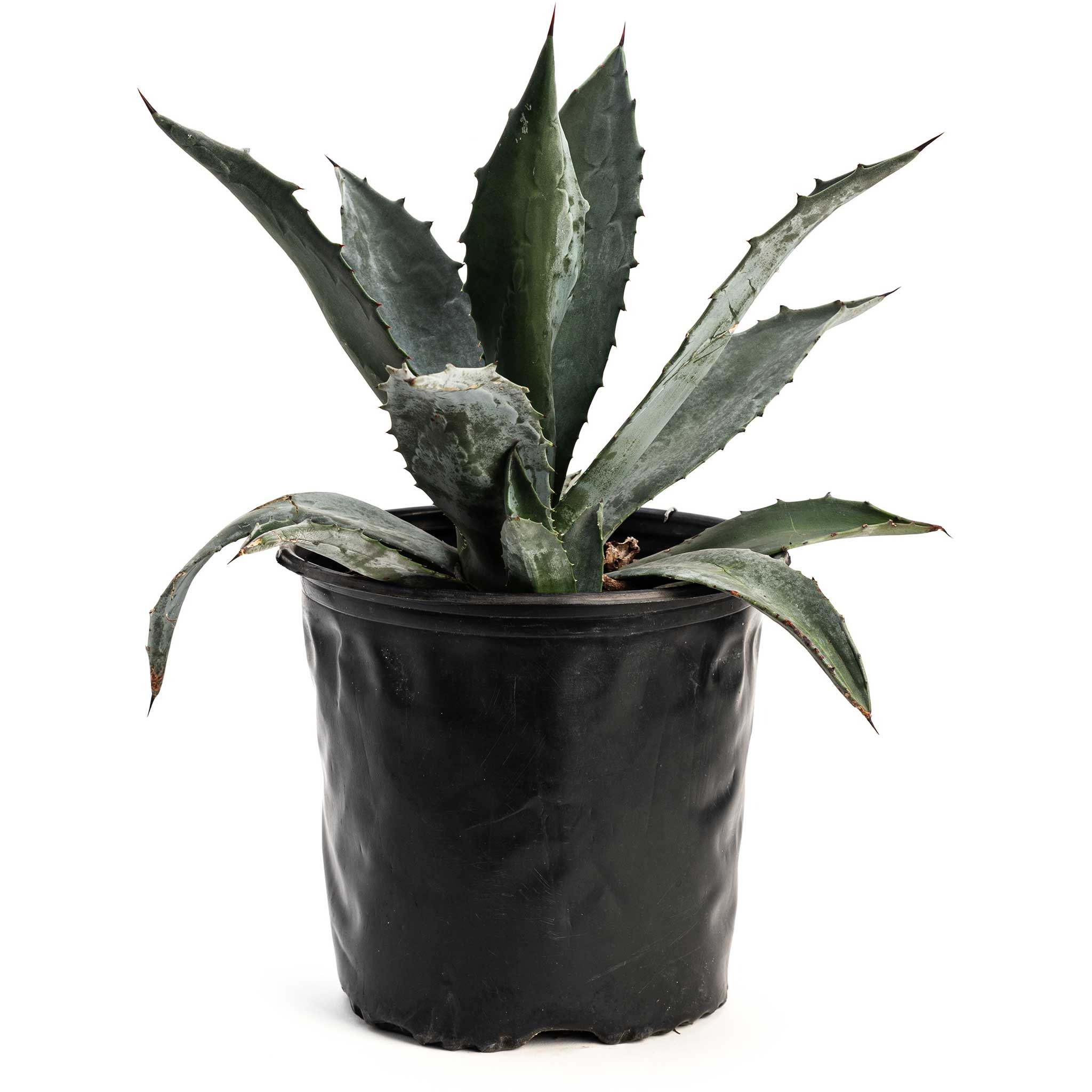 Agave Americana | Plant Addicts