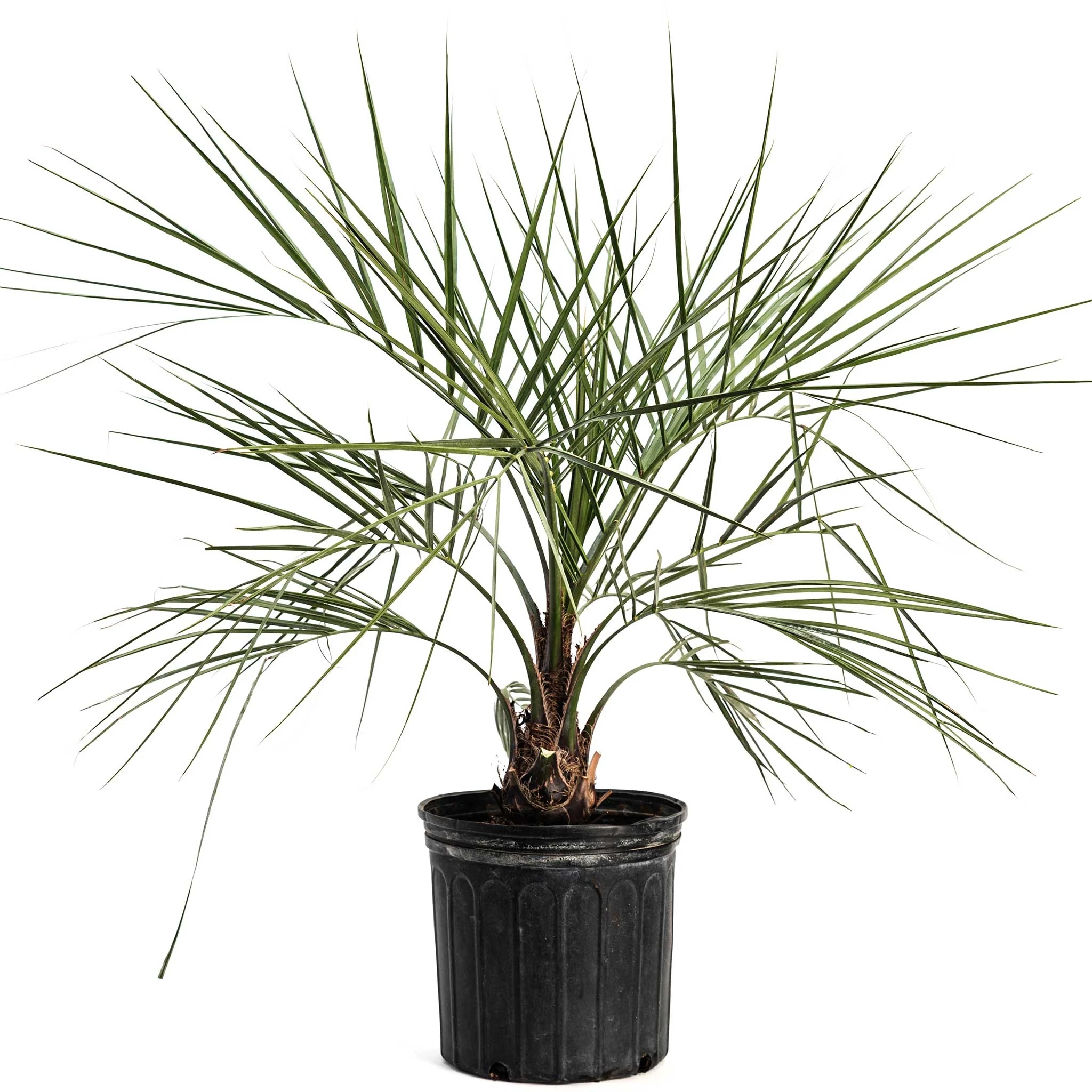 Pindo Palm | Plant Addicts