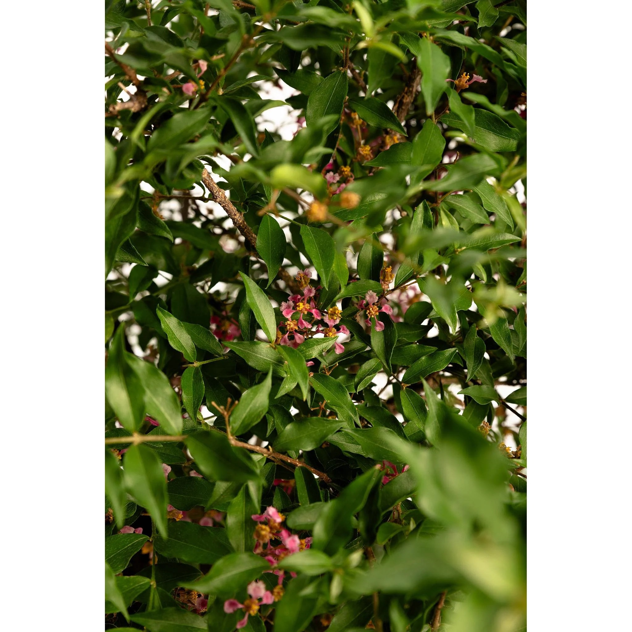 Acerola: le Ciliegie delle Barbados | Cura e coltivazione