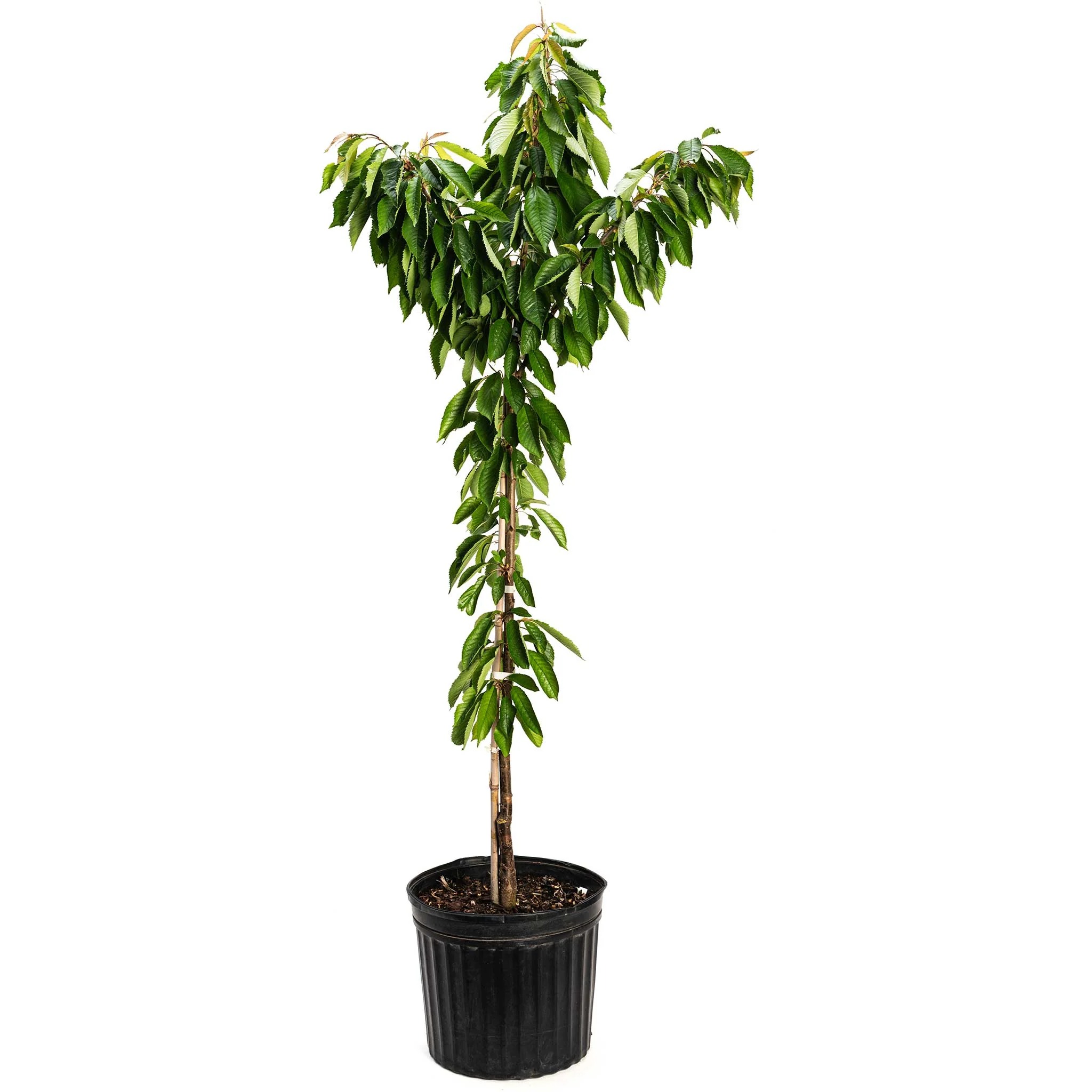Bing Cherry Tree, 5-6 ft- Organic Indoor/Outdoor Fruit Tree, Zone 5-8