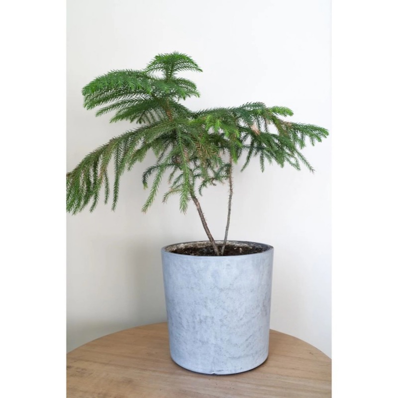 Norfolk Island Pine | Plant Addicts