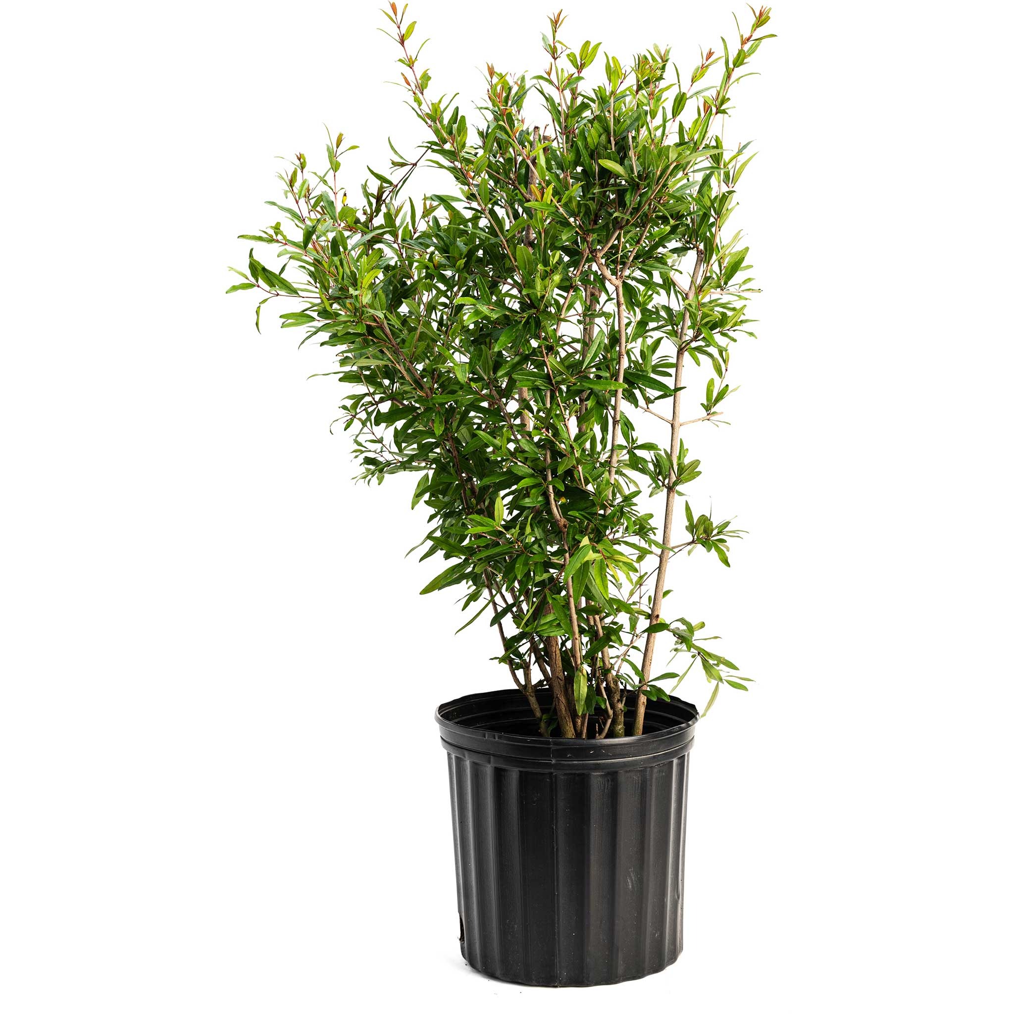 Wonderful Pomegranate Tree | Plant Addicts