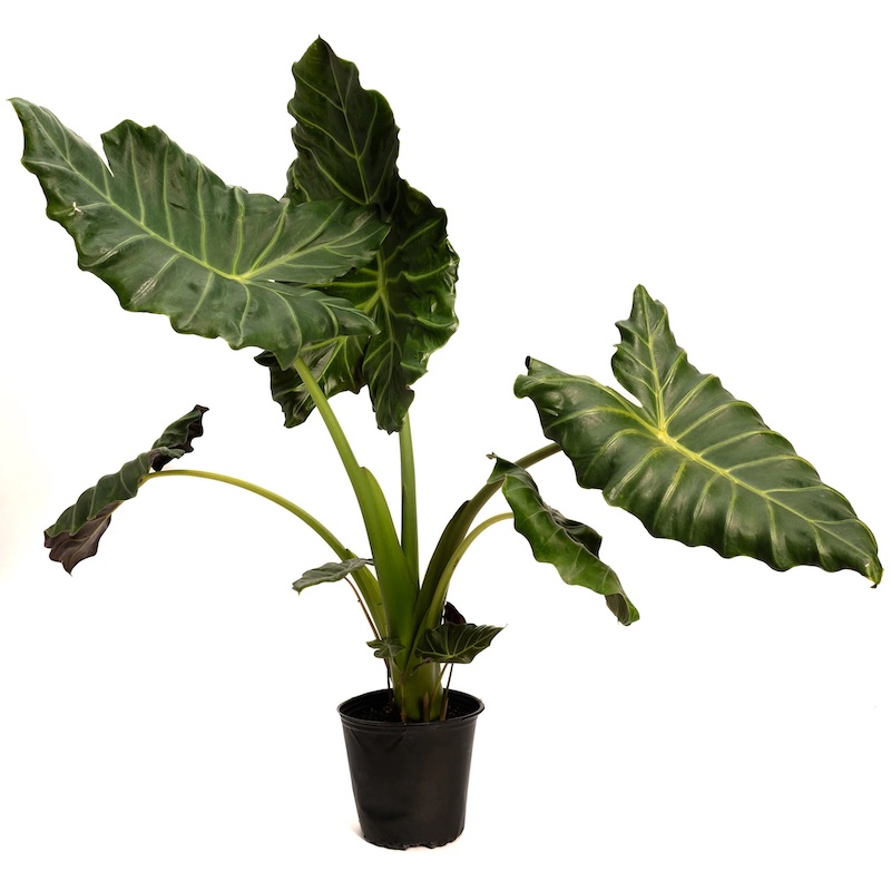 black gold potting soil philodendron Black Gold Philodendron  Plant Detectives
