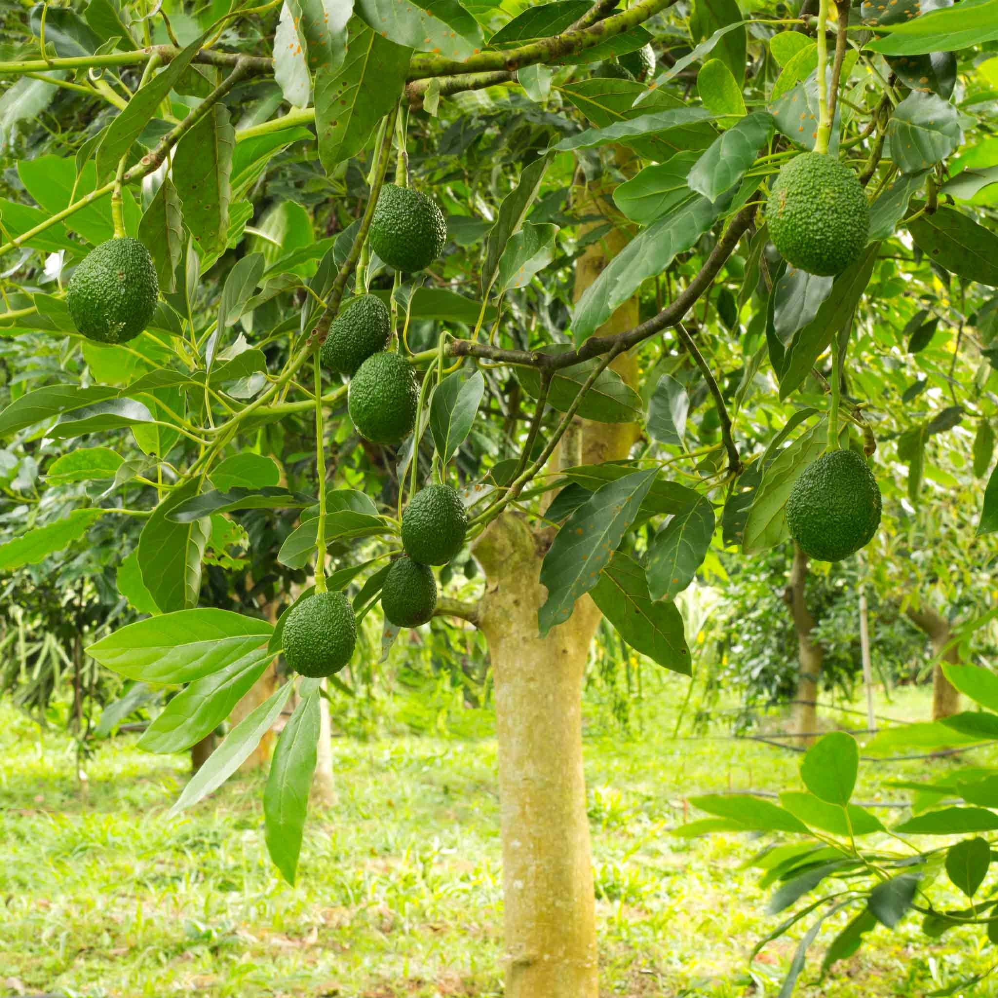 Hass Avocado Tree | Plant Addicts