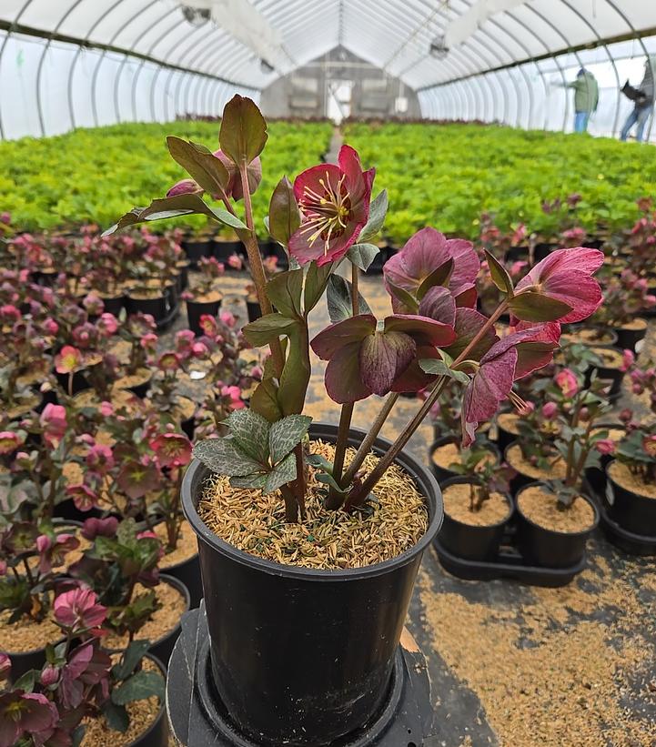 Frostkiss® Elemental® Lenten Rose | Plant Addicts