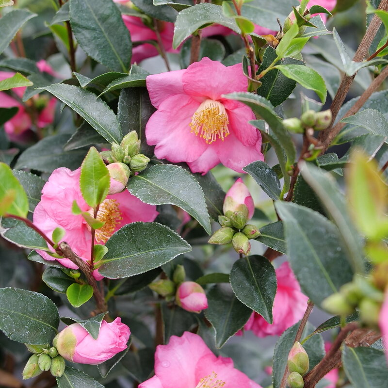 Warm_Hearted_Pink_Camellia_flo