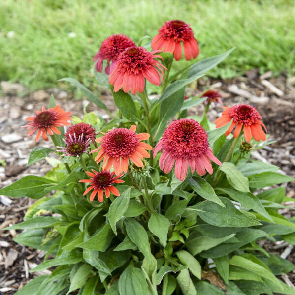 Double Dipped® Jamberry Coneflower | Plant Addicts
