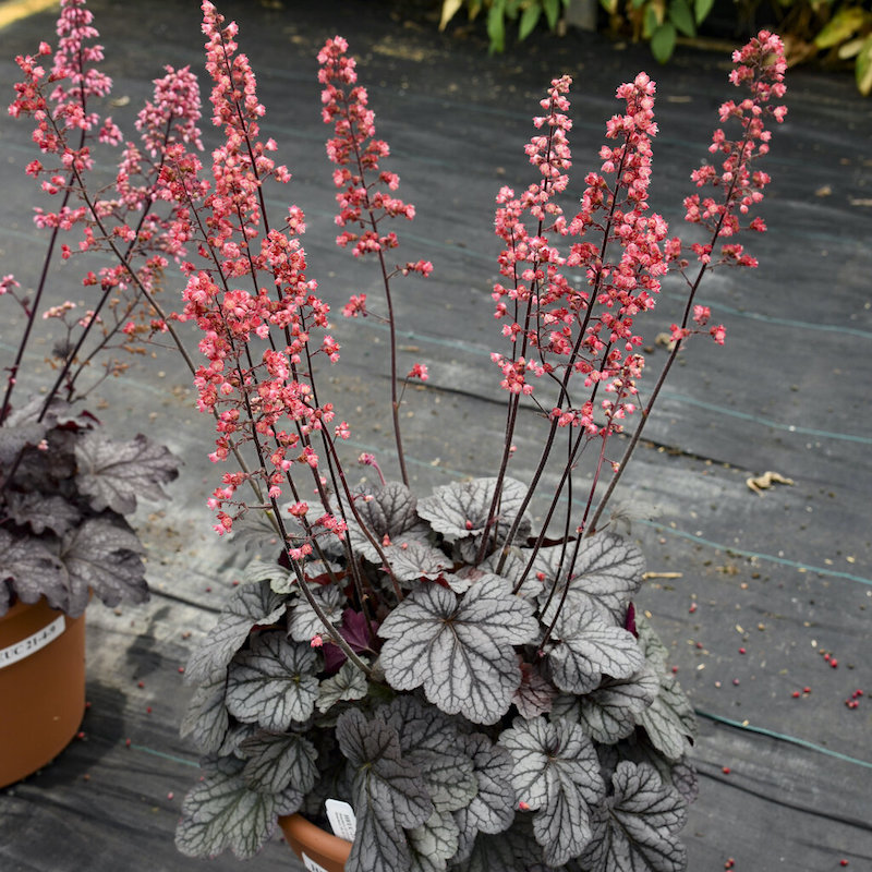 Dolce® Glazed and Infused Coral Bells | Plant Addicts