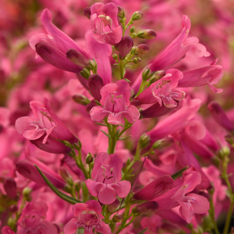 Rock Candy® Pink Improved Beardtongue | Plant Addicts