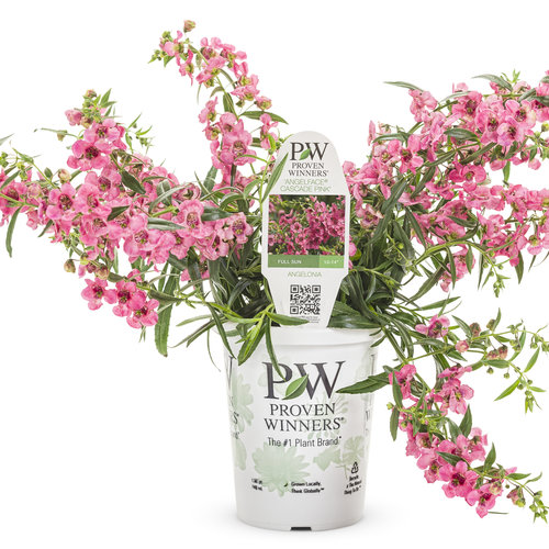 Angelface® Cascade Pink Summer Snapdragon | Plant Addicts