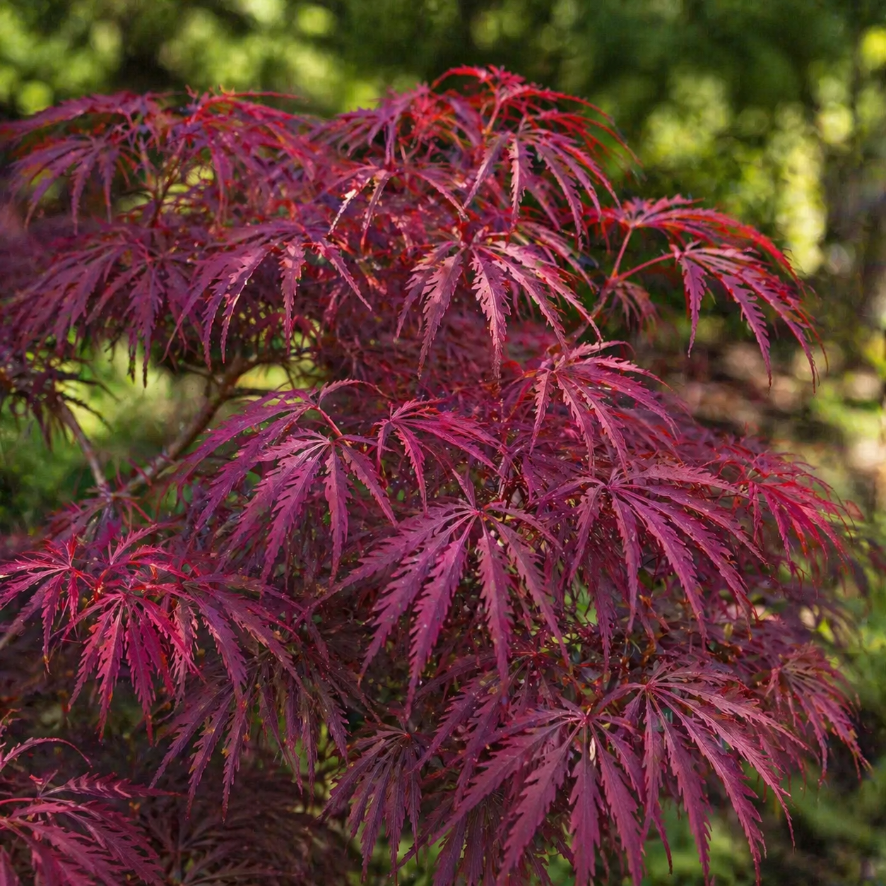 Ribbonleaf Japanese Maple | Plant Addicts