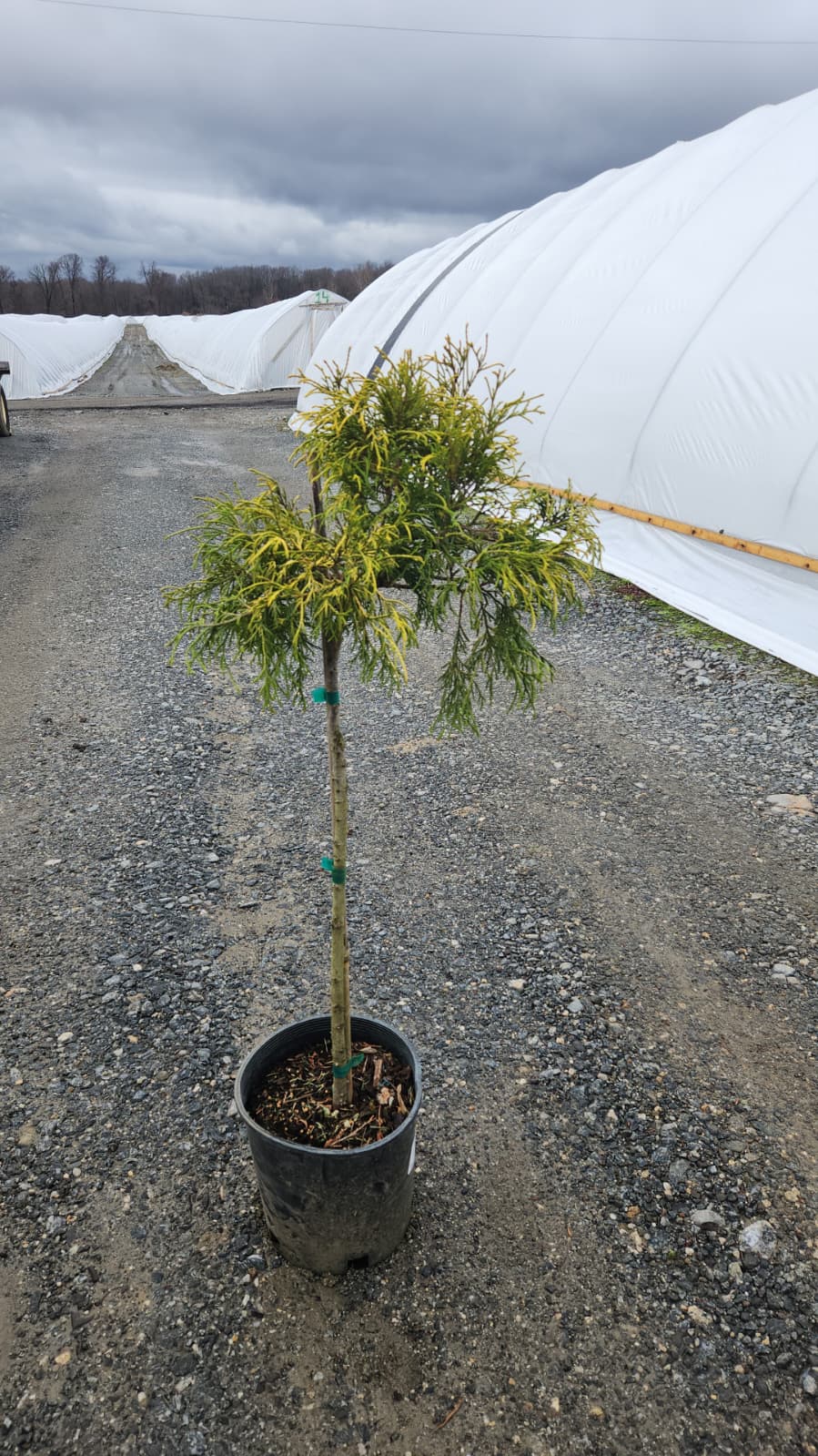 bio olivenbaum kaufen Olivenbaum kaufen