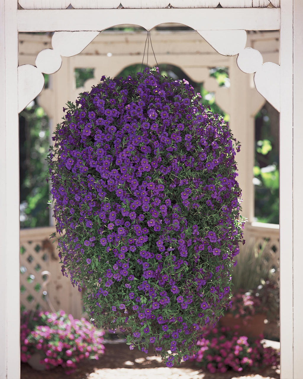 Superbells Blue Calibrachoa | Plant Addicts