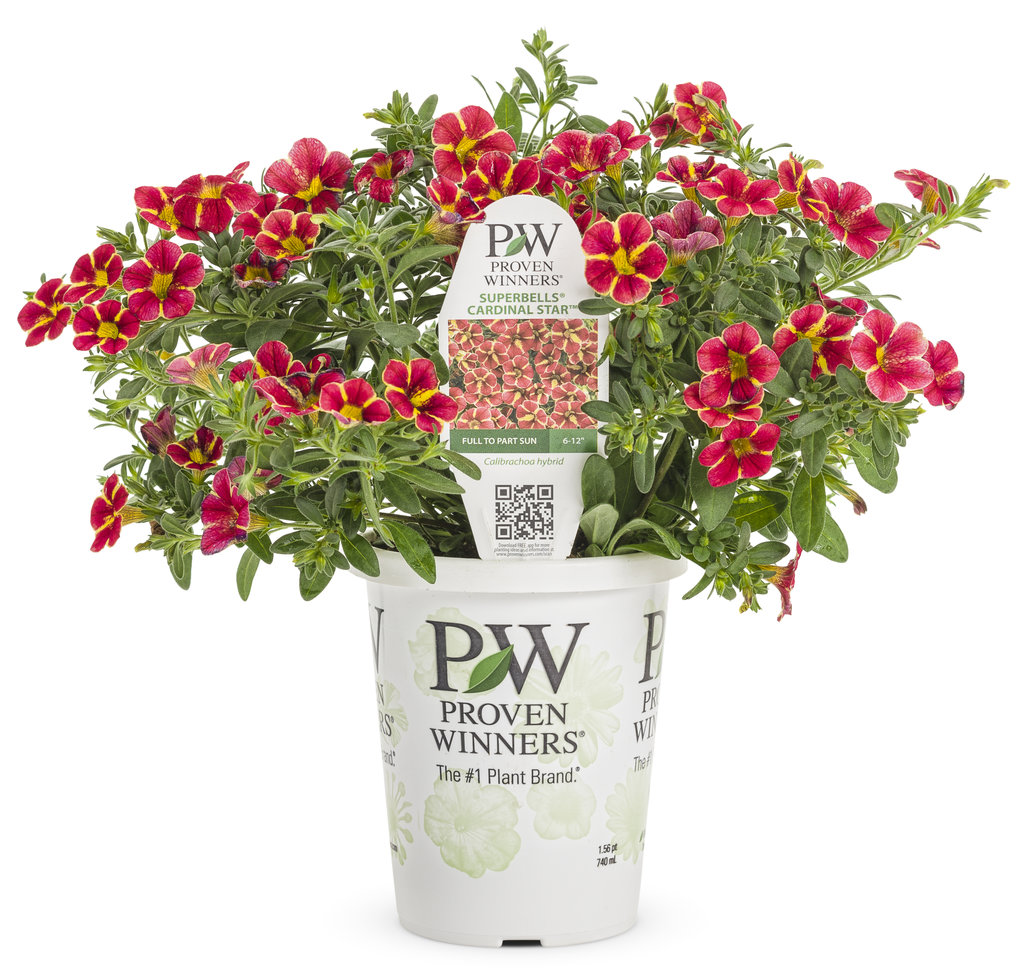 Superbells® Cardinal Star Calibrachoa | Plant Addicts