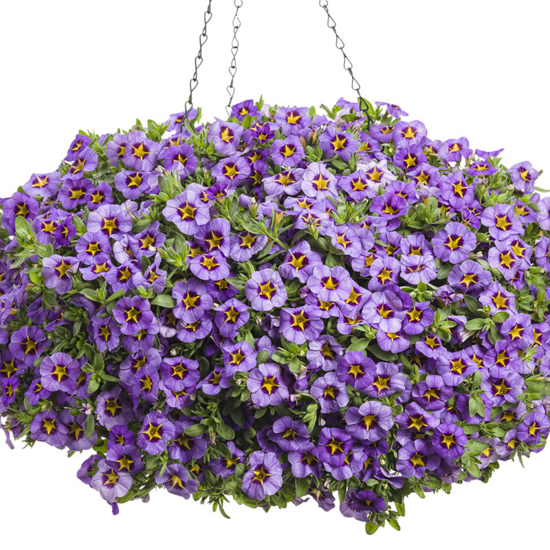 Superbells® Evening Star Calibrachoa | Plant Addicts
