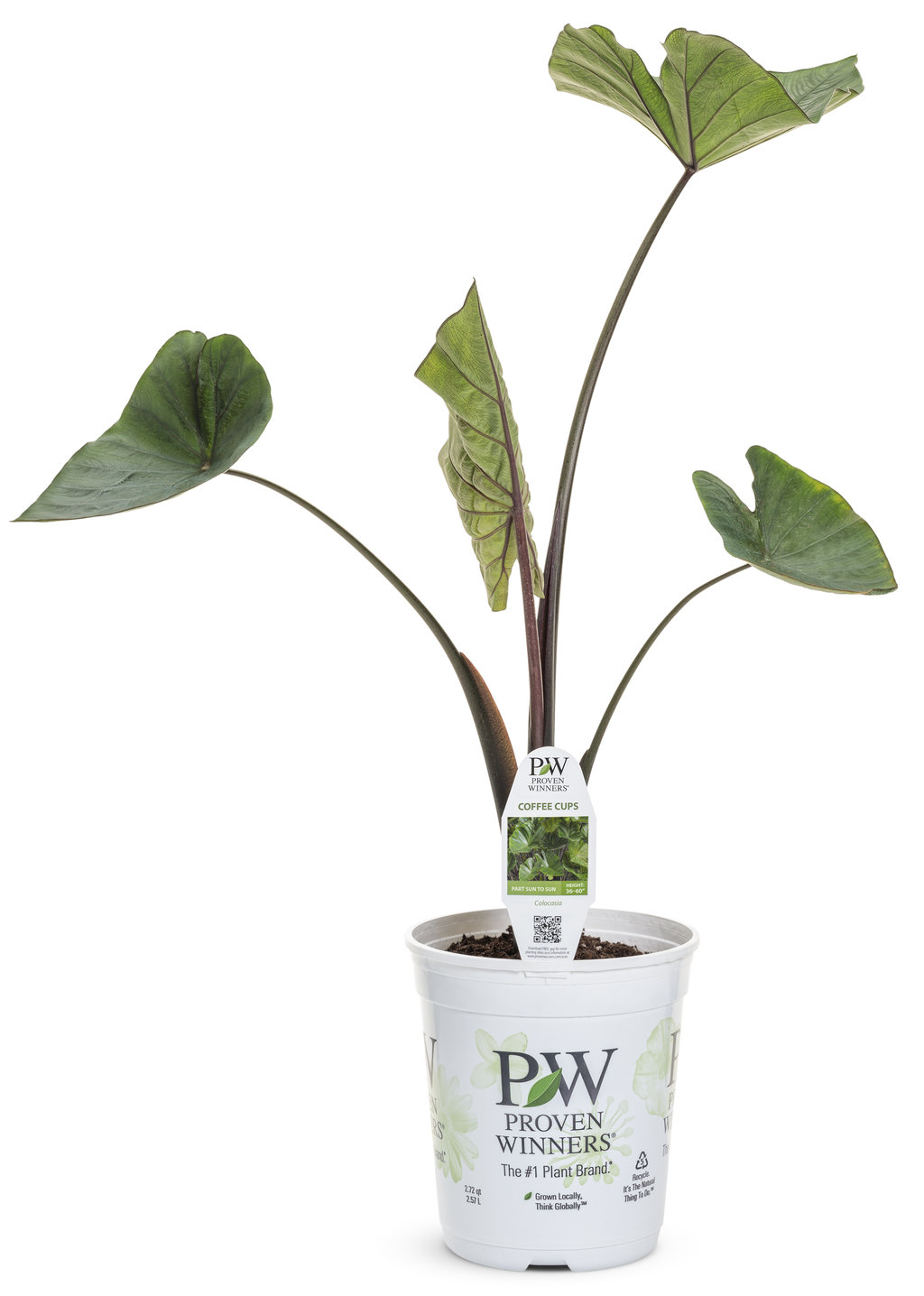 Coffee Cups Colocasia | Plant Addicts