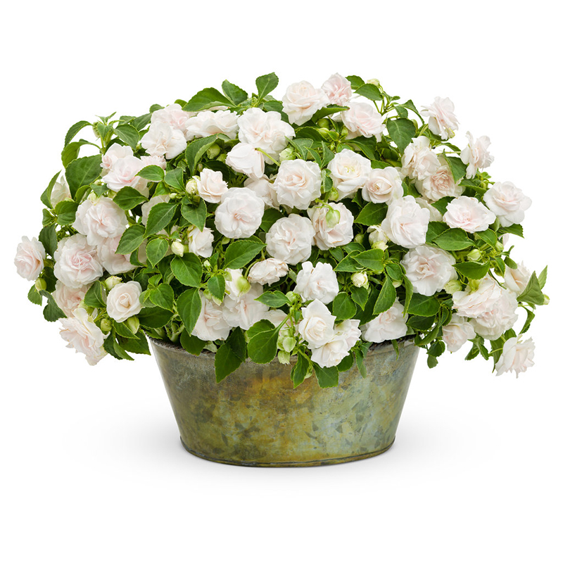 Rockapulco® White Impatiens | Plant Addicts
