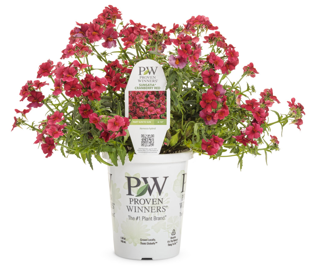 NATS 　SUNSEA Sunsatia® Cranberry Red Nemesia | Plant Addicts