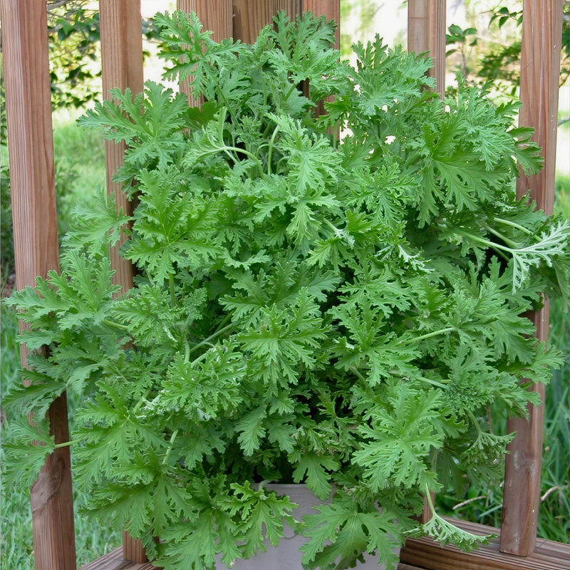 Citronella plant size
