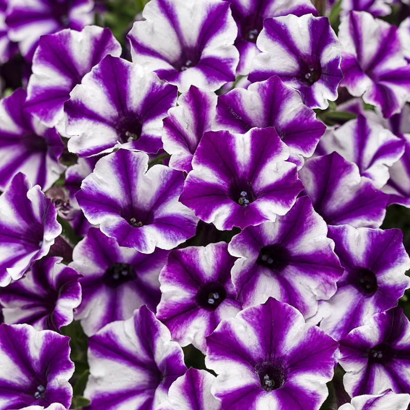 Supertunia_Mini_Vista_Violet_S