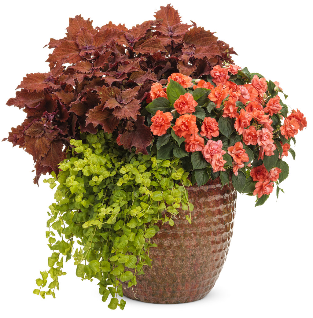 ColorBlaze® Wicked Hot® Coleus | Plant Addicts