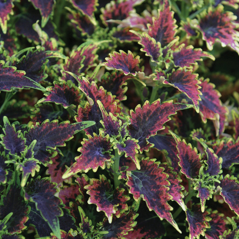 Sky Fire Coleus | Plant Addicts