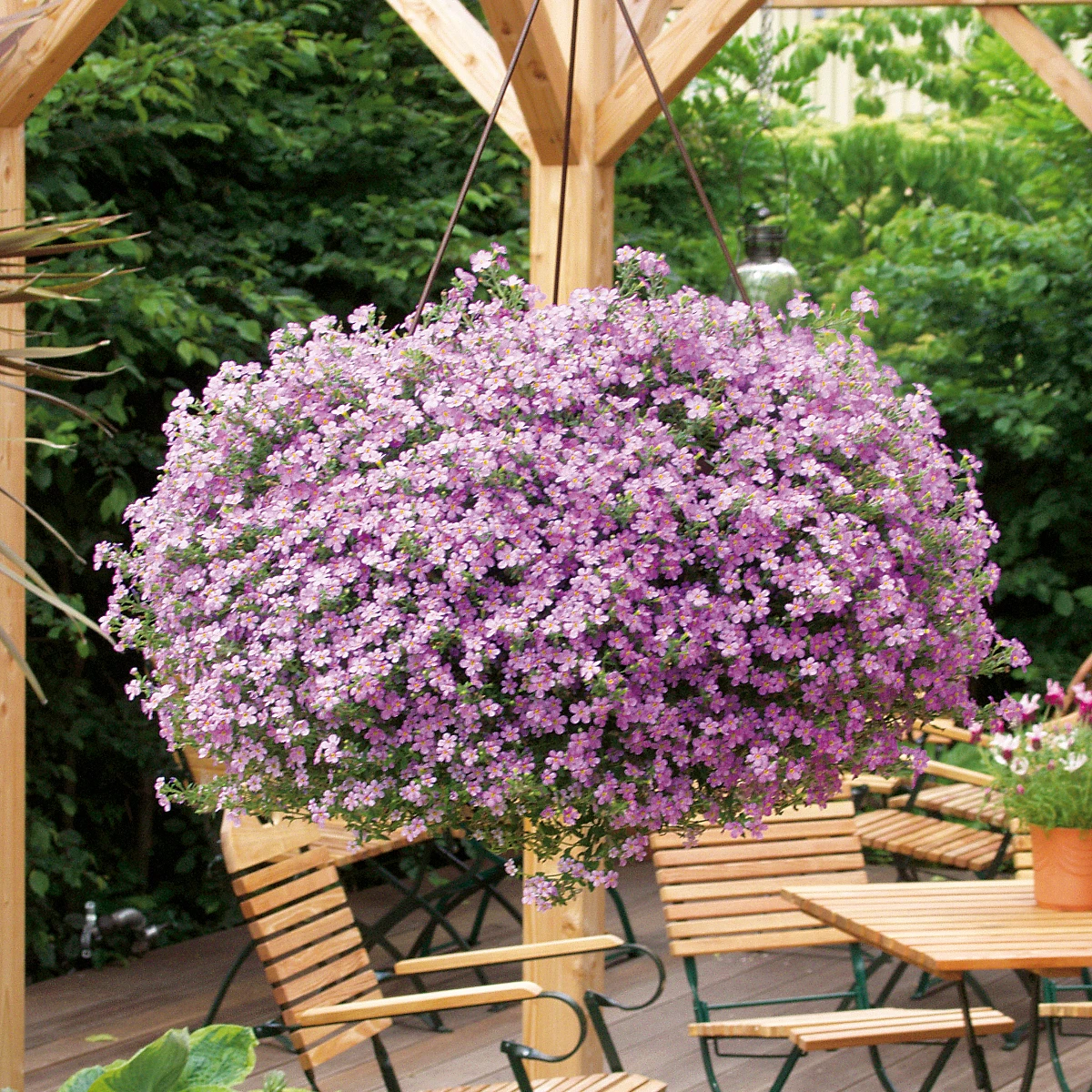 Snowstorm Pink Bacopa | Plant Addicts