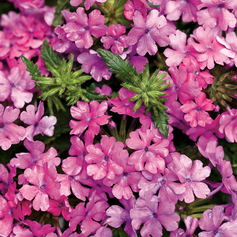 Superbena® Pink Shades Verbena | Plant Addicts