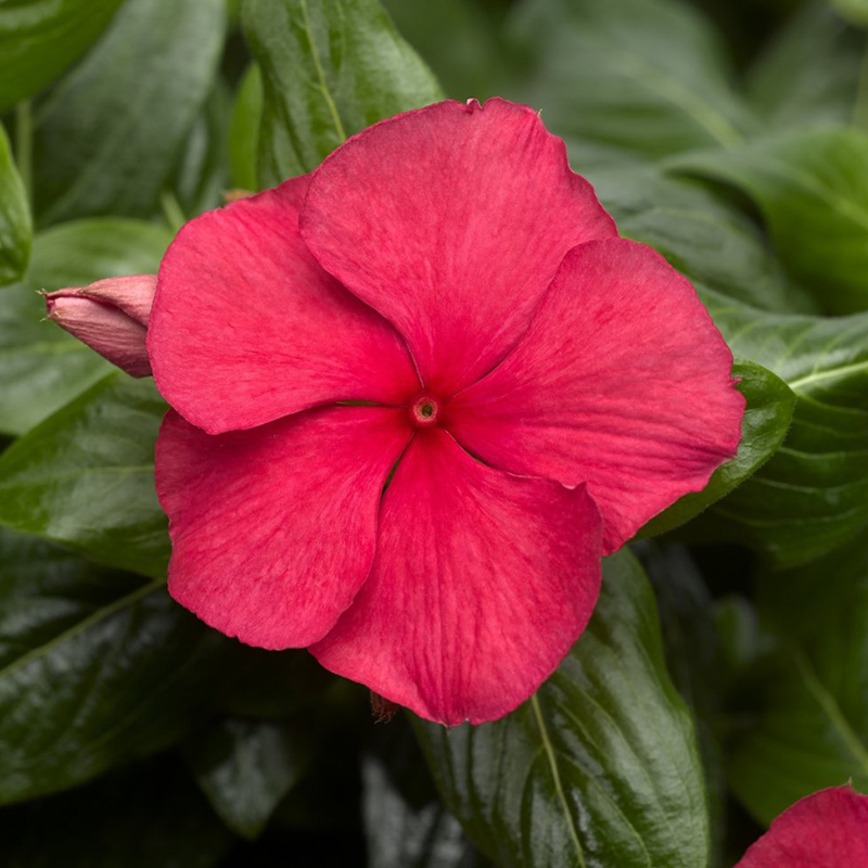 Cora® Cascade Cherry Vinca | Plant Addicts