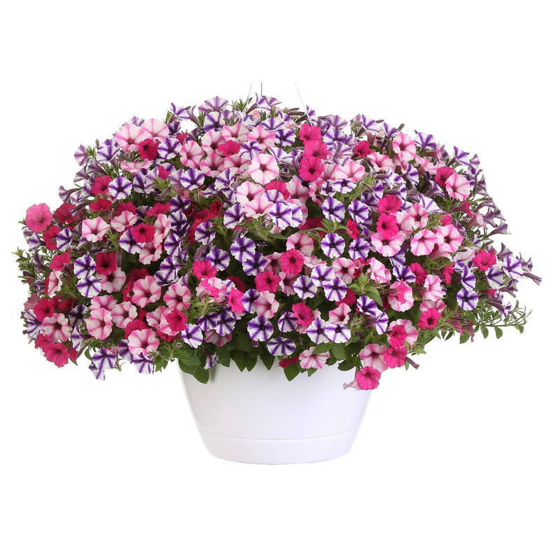 Sweet Stars Combination Annuals | Plant Addicts