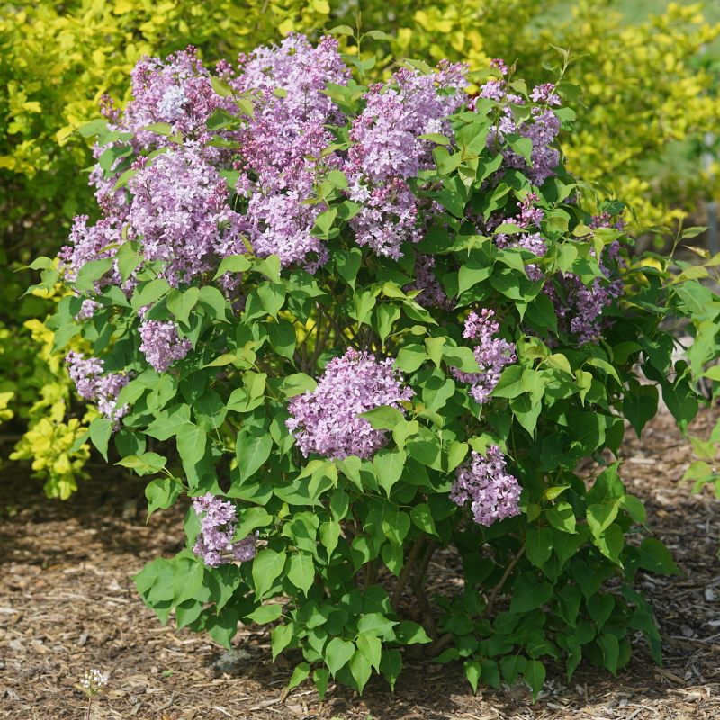 Lilac Bush Care Guide: How to Plant and Grow for Lilac Bush