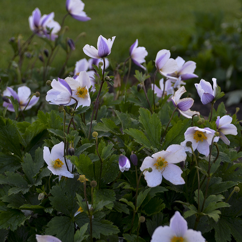 Wild Swan Windflower | Plant Addicts