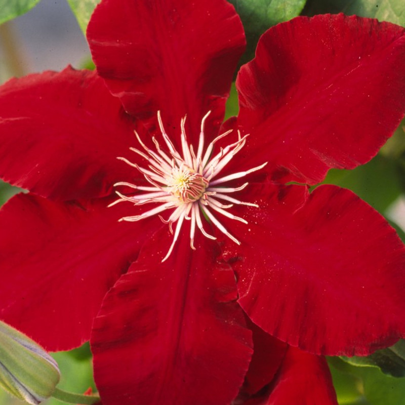 Rebecca Clematis | Plant Addicts