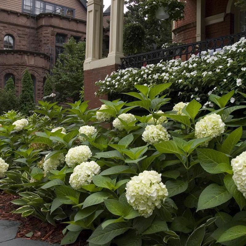 Image of Blushing Bride hydrangea in flower arrangement