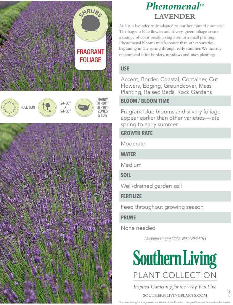 Phenomenal Lavender | Plant Addicts