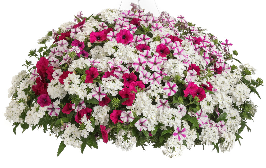 Intensia® White Annual Phlox | Plant Addicts