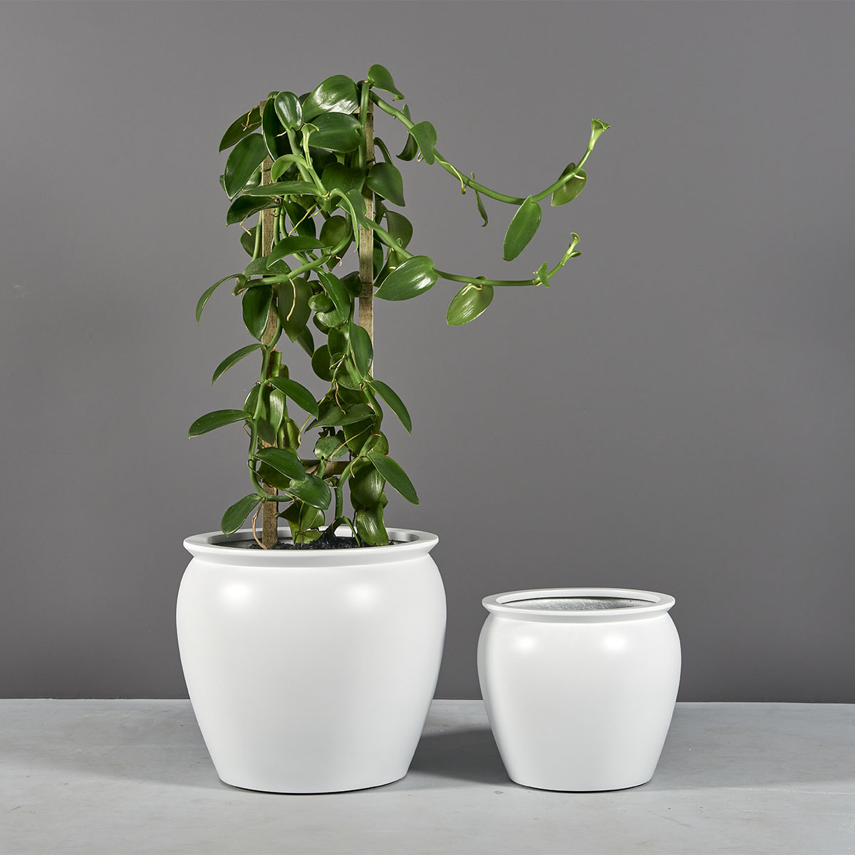 Shanghai Fishbowl Planters - Jay Scotts | Plant Addicts