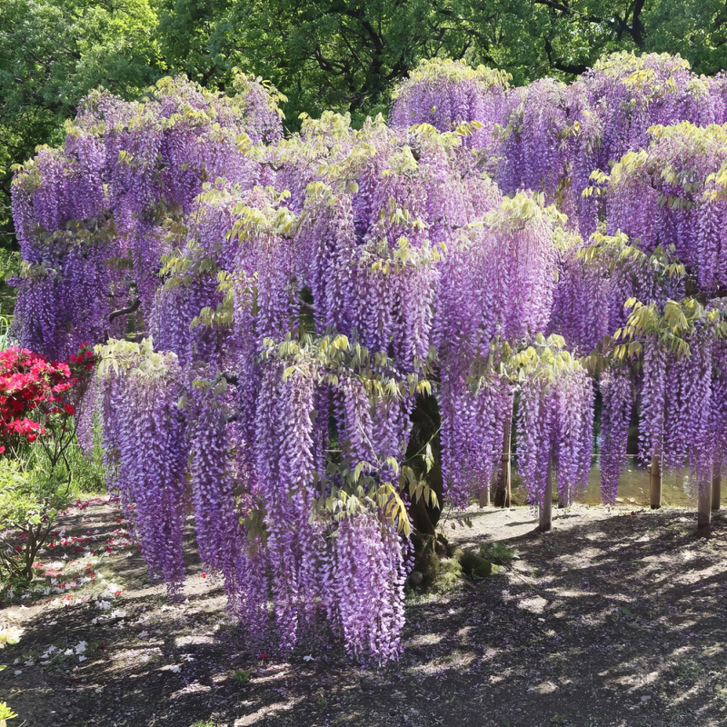 Wisteria | Plant Addicts
