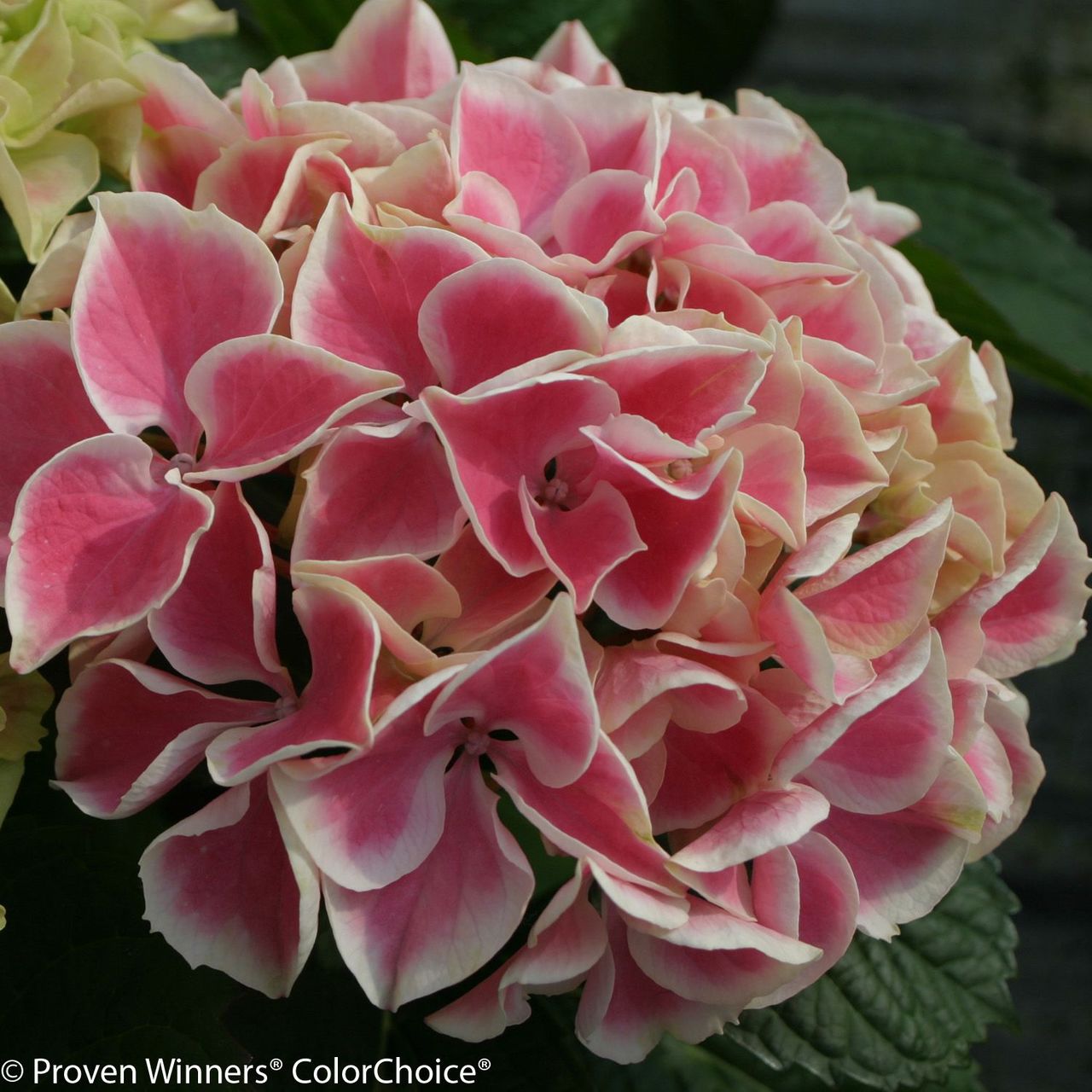 cheese grater stoned in the image of the pink hydrangea (rhodonite and  bloodstone)