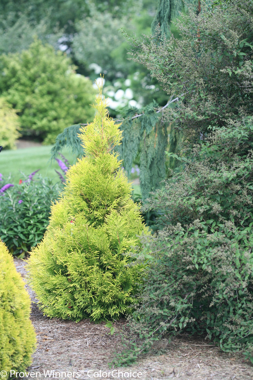 Fluffy Arborvitae | Plant Addicts