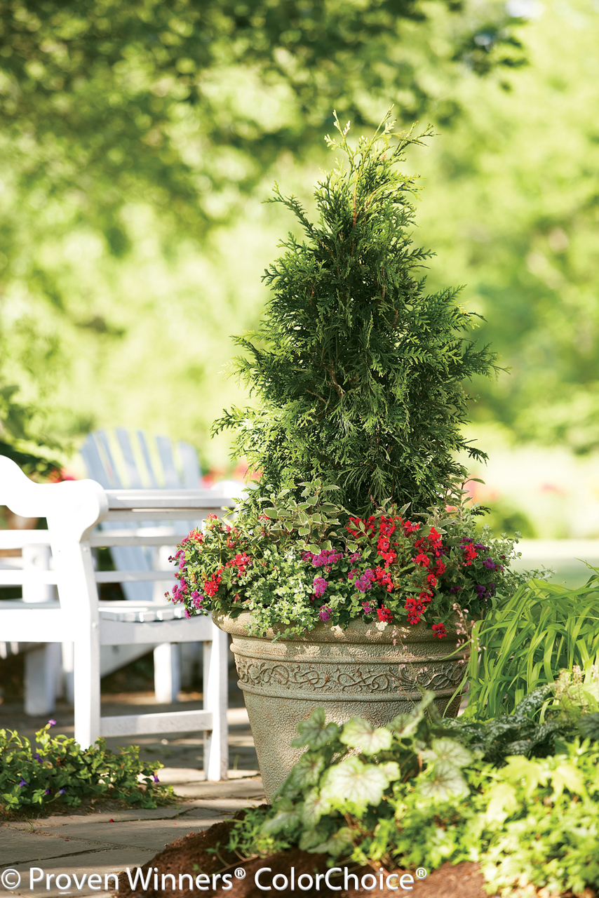 Spring Grove Western Arborvitae (Thuja) | One Quart